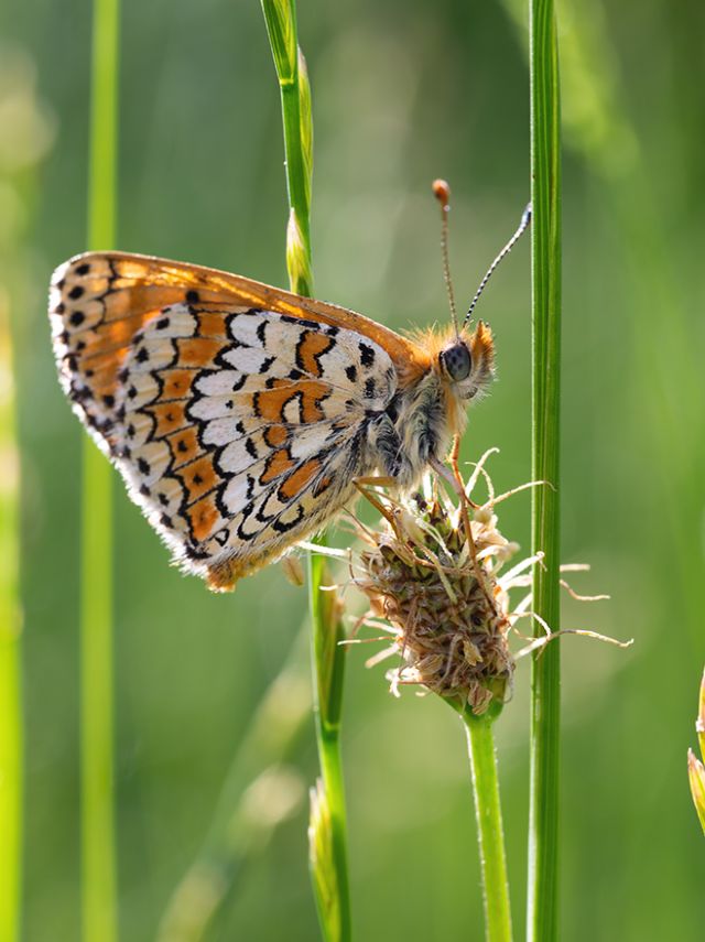 Melitaea cinxia (Nymphalidae)